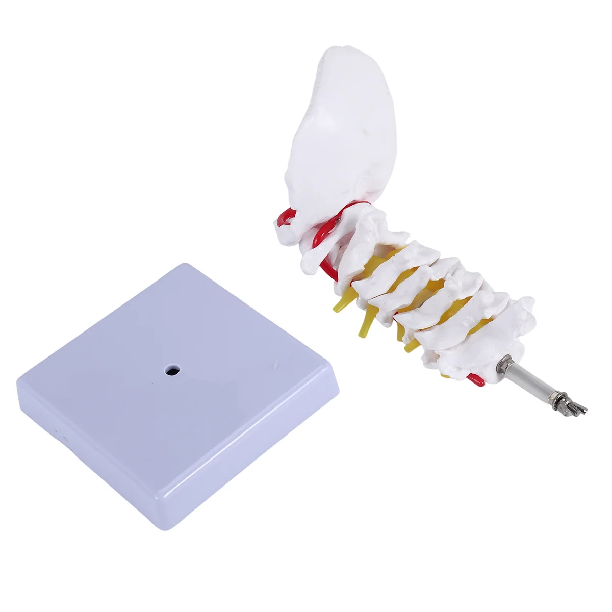 【A43T】Cervical Vertebra Arteria Spine Spinal Nerves Anatomical Model Anatomy for Science Classroom Study Display Teaching Model