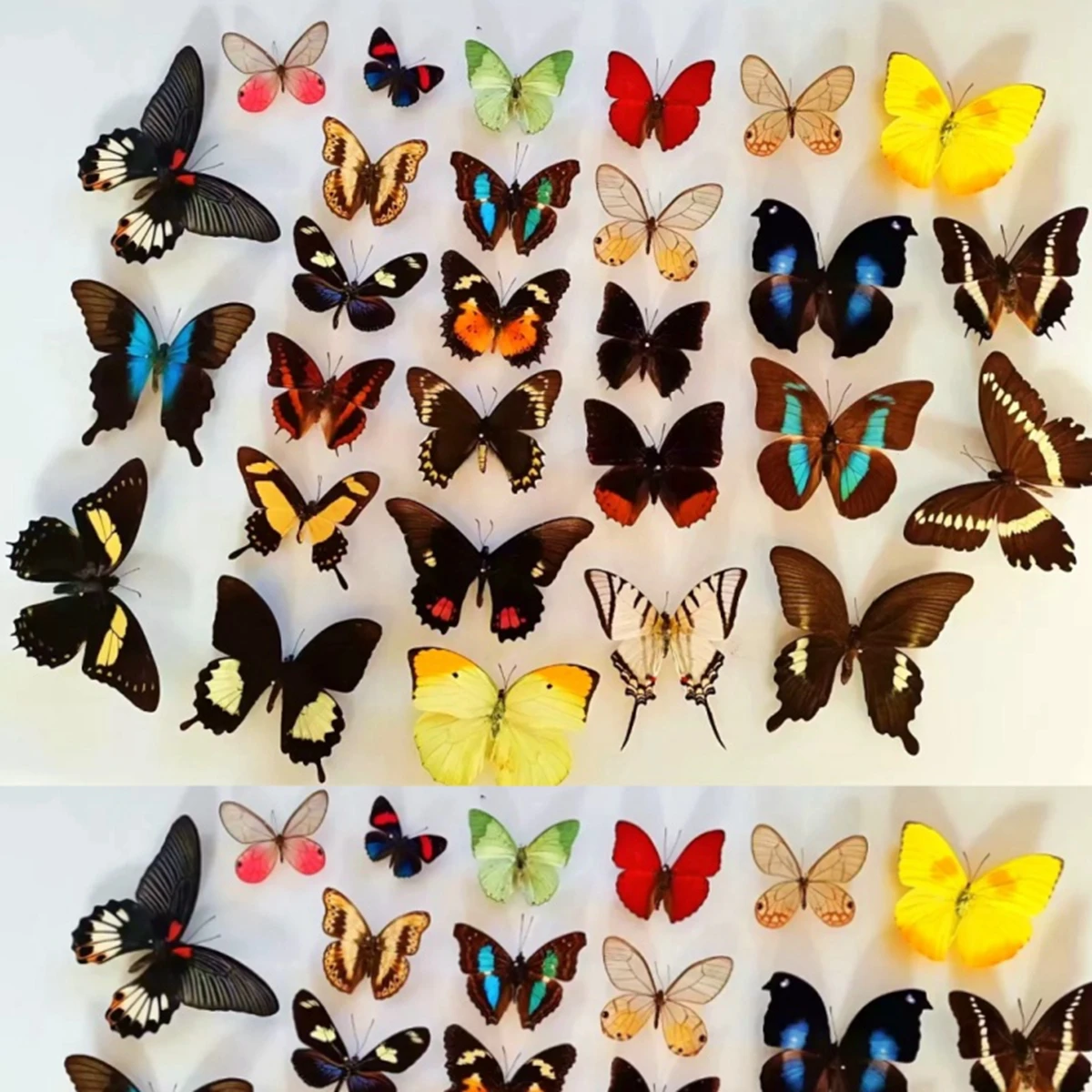 Spécimens de papillons réels, spécimens de papillons de différentes couleurs et styles, utilisés pour les matériaux de cadres de papillons, spécimens animaux