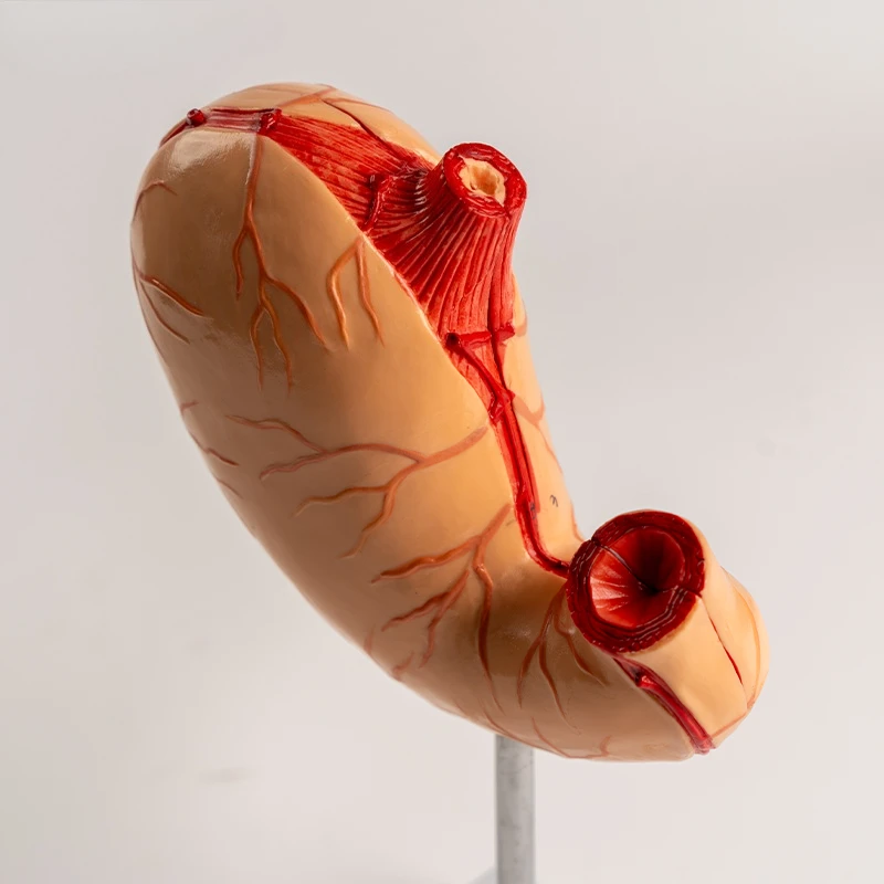 natural large stomach gastric mucosa digestive system gastric vascular neuromuscular model