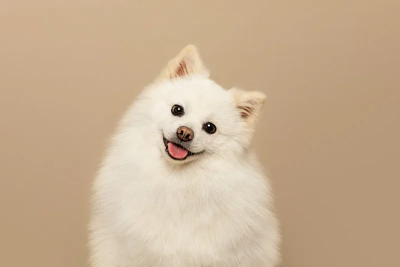 

T-Motor F60 Pro IV V2.0 Brushless Motor - 1750/1950KV(6S), 2550KV(4S), for RC FPV Racing Drone