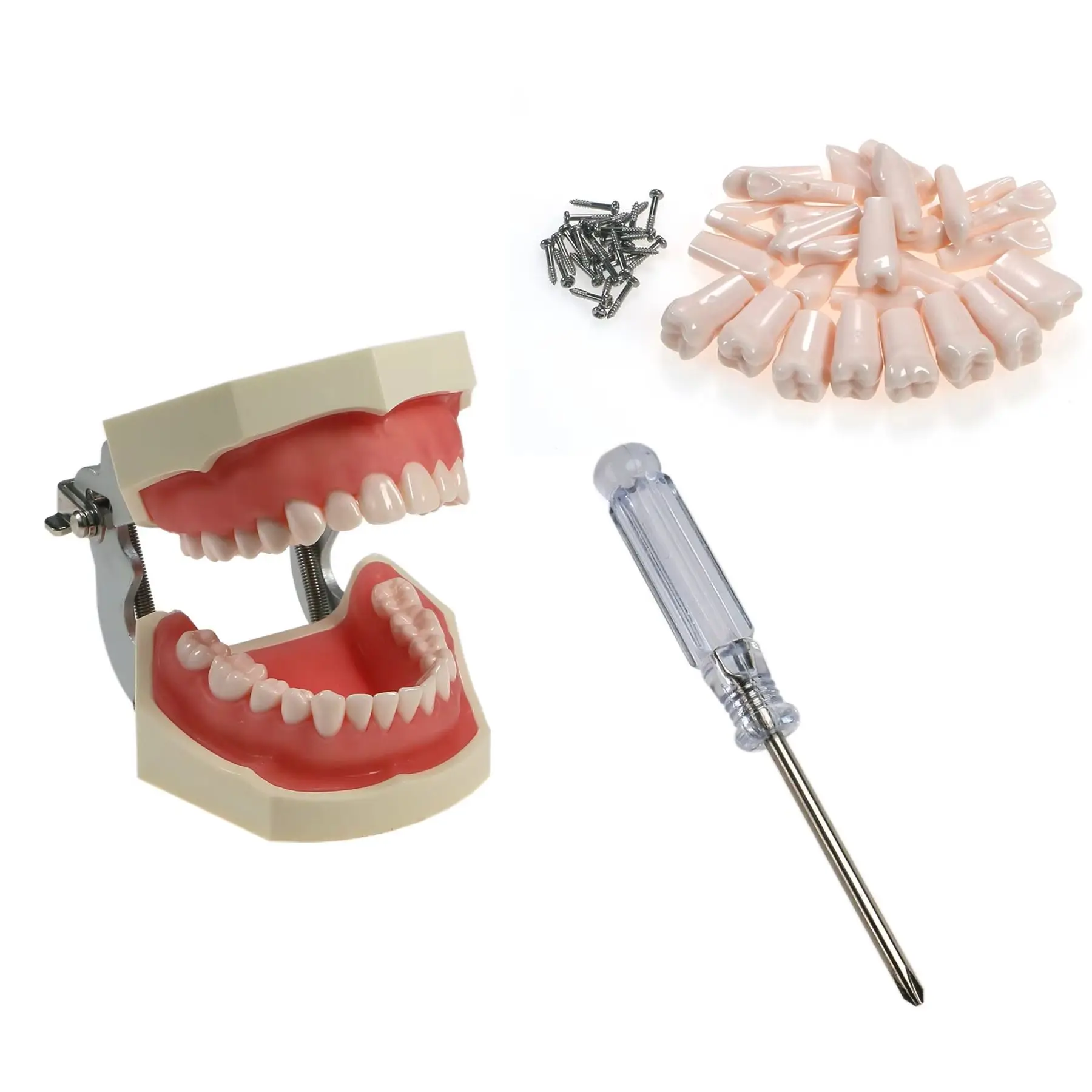 

Teeth Model 28 Pcs Screw-in Teeth Dental Typodont Teeth Model Fit Kilgore NISSIN 500 Type