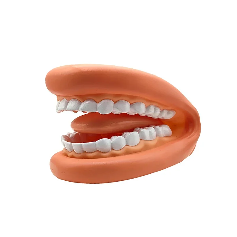 3 pcs Dental Mouth Hand Puppet with Tongue Silicone 28 Teeth Model Toys Mouth Simulator for Speech Therapy Dentist Learning