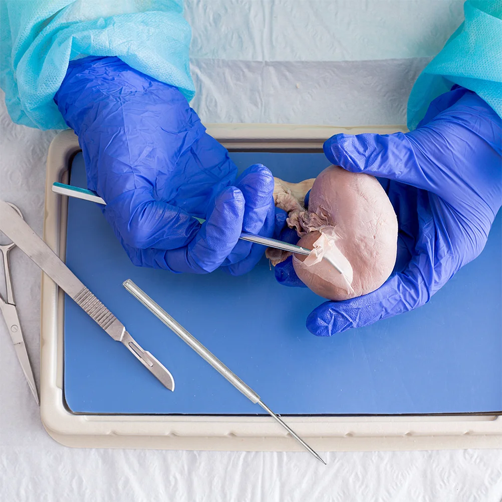 Imagem -05 - Metal Dissecando Agulhas para Laboratório Anatômico Ferramentas Químicas do Espécime Seguro Próprio Forte Rasgo e Resistência à Ruptura