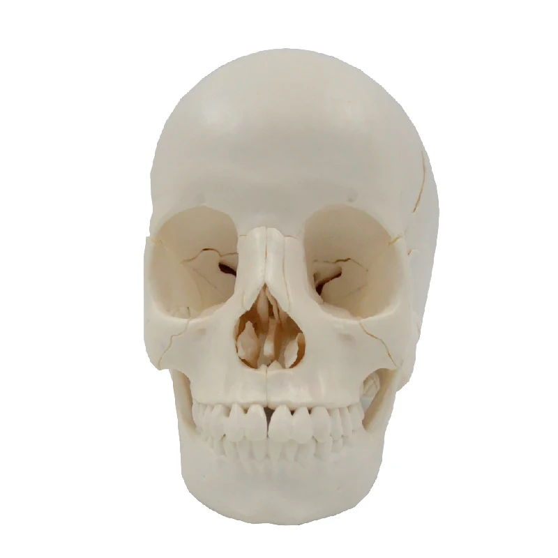 Life Size Detachable Skull Model and Brain Anatomy 30Parts Medical Teaching Tool Human Educational Equipment Professional Gift