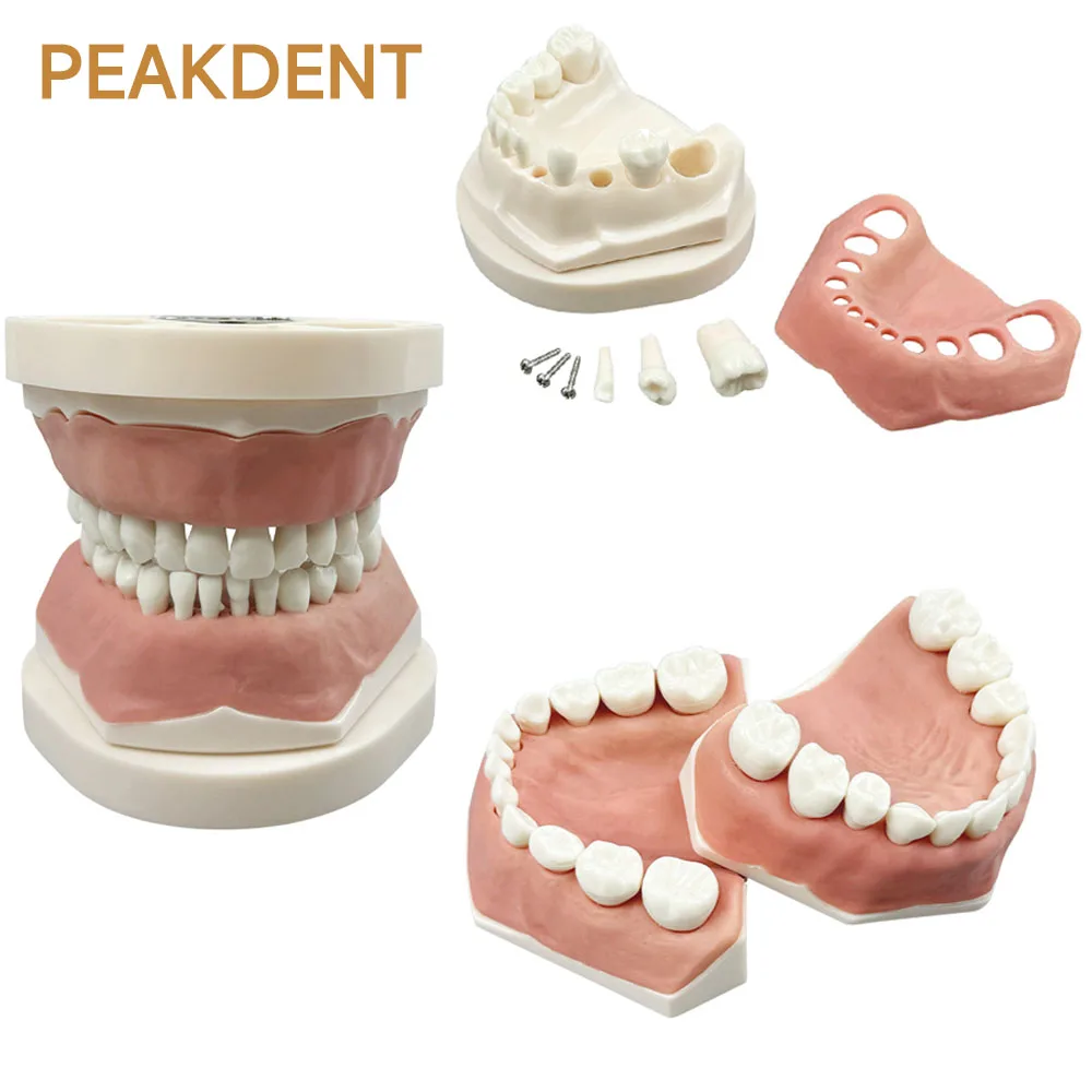 

Dental model removable children's primary teeth preparation model full-mouth removable teeth for dental study and training