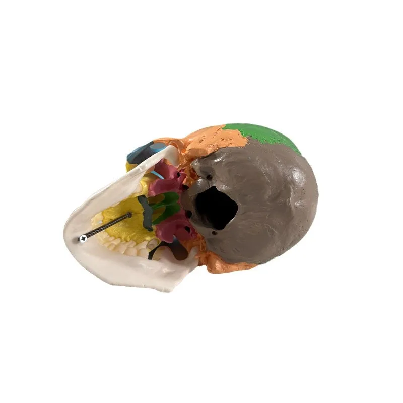Life Size Colorful Human Skull Model Anatomical Anatomy Medical Teaching Skeleton Head Studying Teaching Supplies