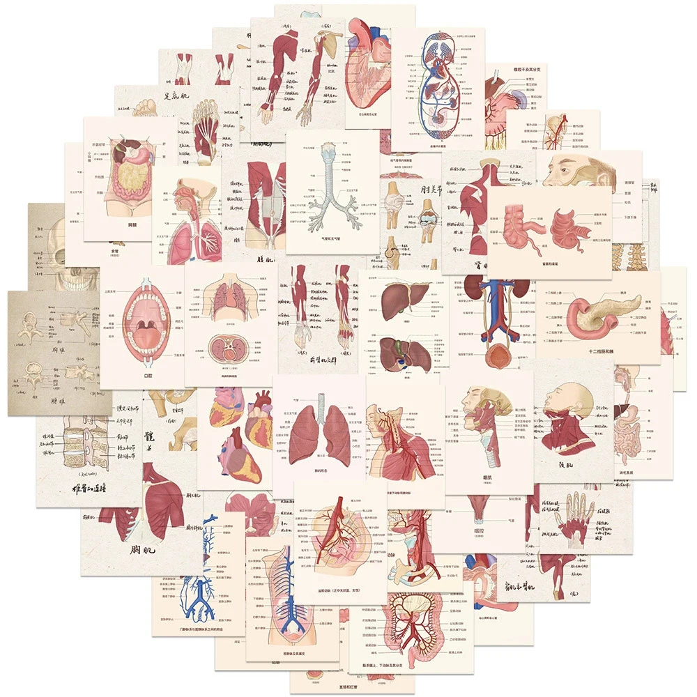 10/30/50pcs Cool Human Medical Anatomy Graffiti Stickers DIY Skateboard Phone Luggage Bike Cartoon Waterproof Sticker Decoration