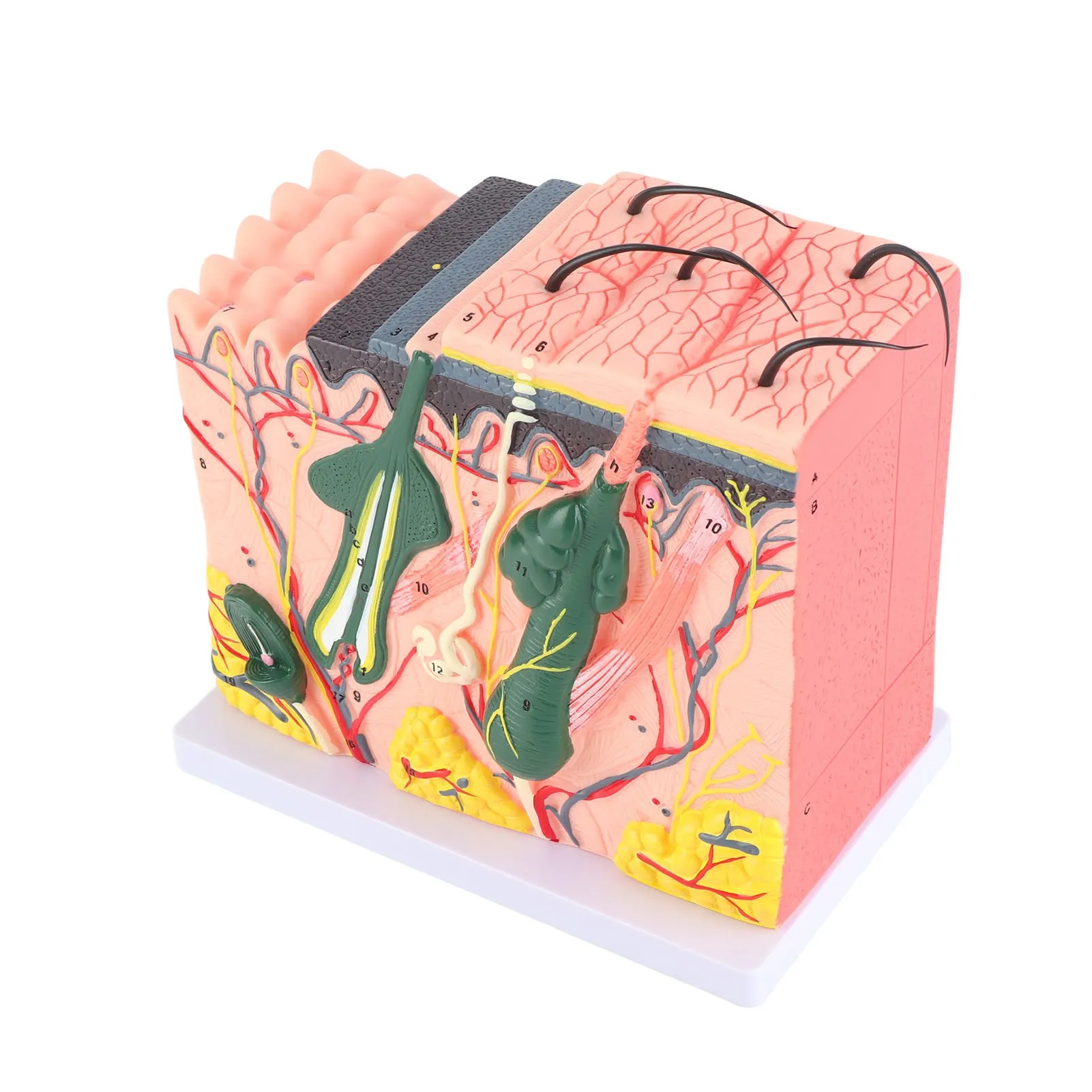 50X Three Dimensional Human Skin Magnified Model Anatomy Biology Teaching Aid Laboratory Supplies