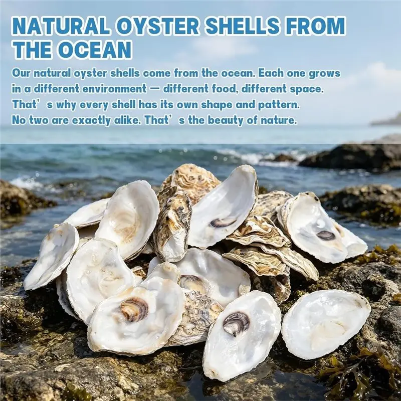 ABEZ Flat Oyster Shells(30PCS), Natural For Crafts Seashells, For Decoupage, Beach Wedding Decor& Christmas Ornaments