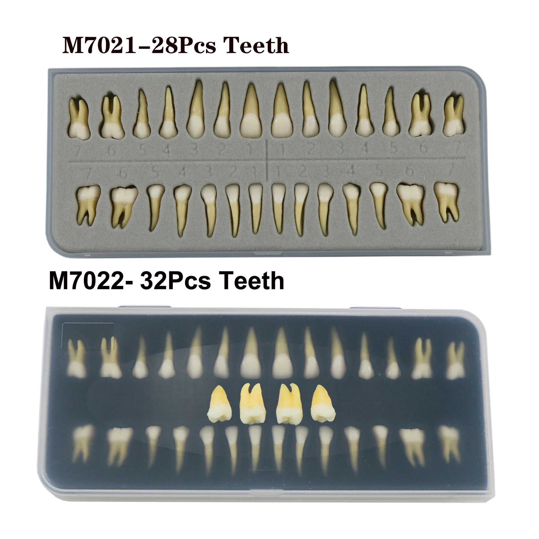 Dental 1:1 Adult Permanent Teeth Model Typodont Study Teach Upper Lower 28 Pcs /Box Dentist Practice Mold