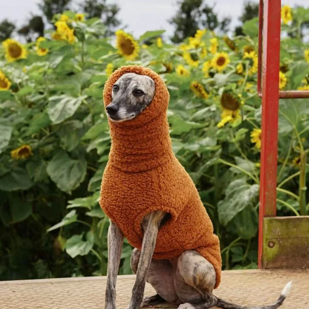 Suéter invierno cuello alto para Whippet y galgos españoles – calabaza - imagen 5