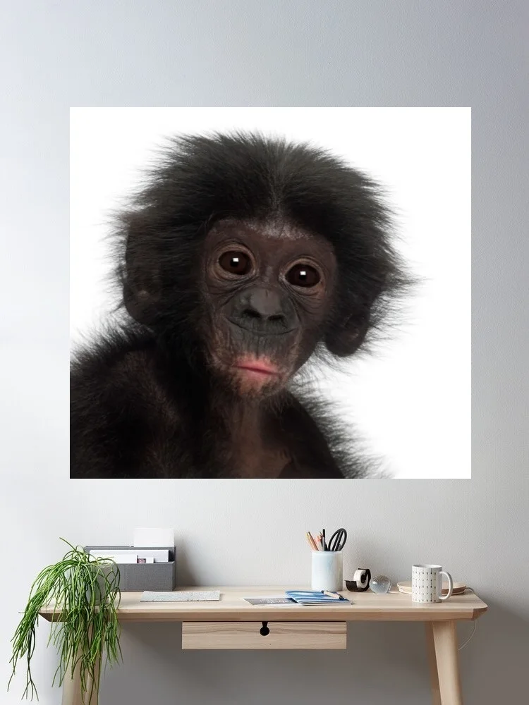 Animal Bonobo Chimp Chimpanzee Canvas POSTER ,Home Decor Wall art painting