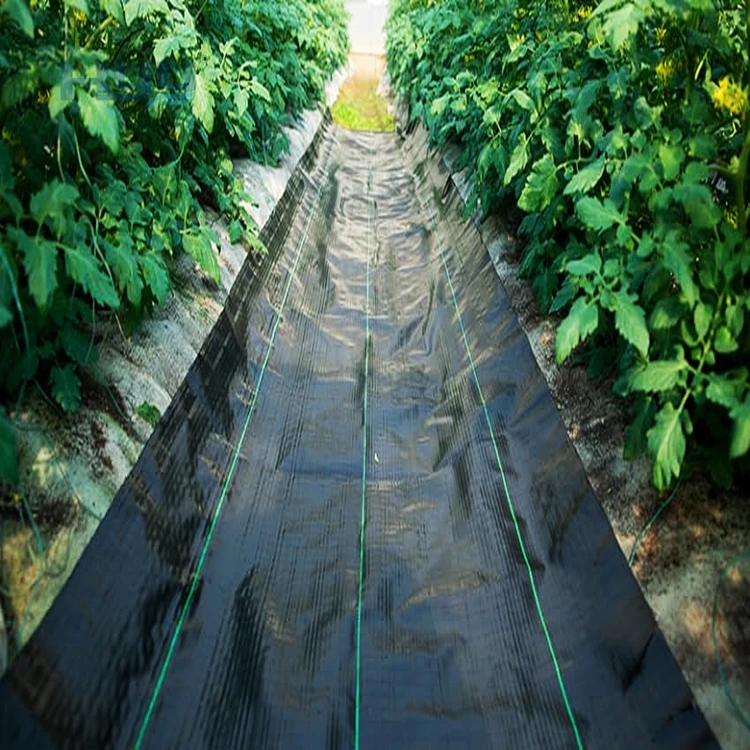 2025PP غشاء منسوج PE غطاء أرضي شبكة الاعشاب حصيرة لفة مكافحة العشب الاعشاب التحكم القماش