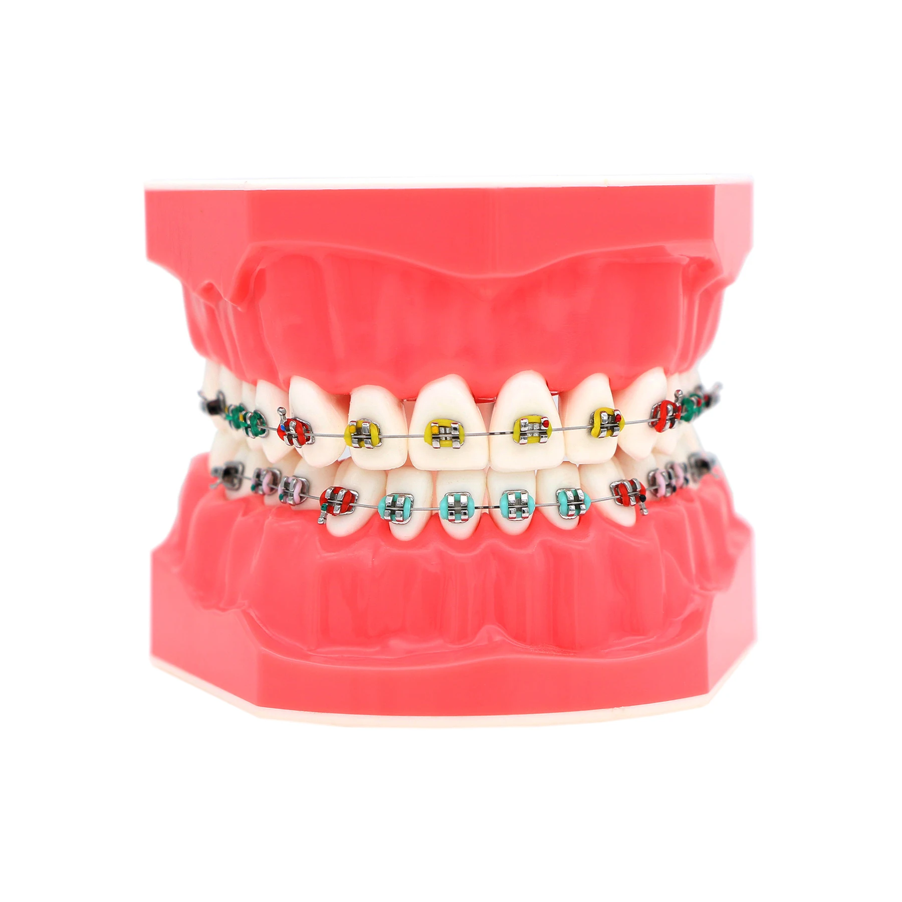 Dental Teaching Model Dentistry Orthodontic Teeth Model With Brackets For Dentist Studying Patient Demo