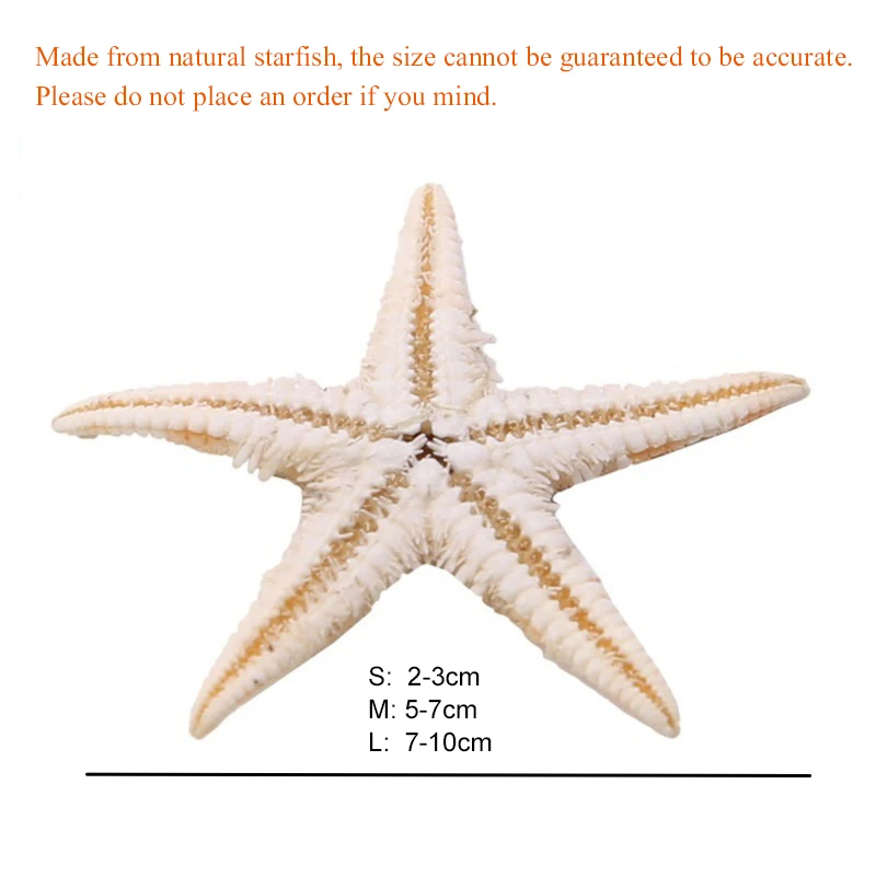 1 صندوق نجم البحر الطبيعي صدف الشاطئ الحرفية نجوم البحر الطبيعية DIY بها بنفسك شاطئ الزفاف الديكور الحرف ديكور المنزل
