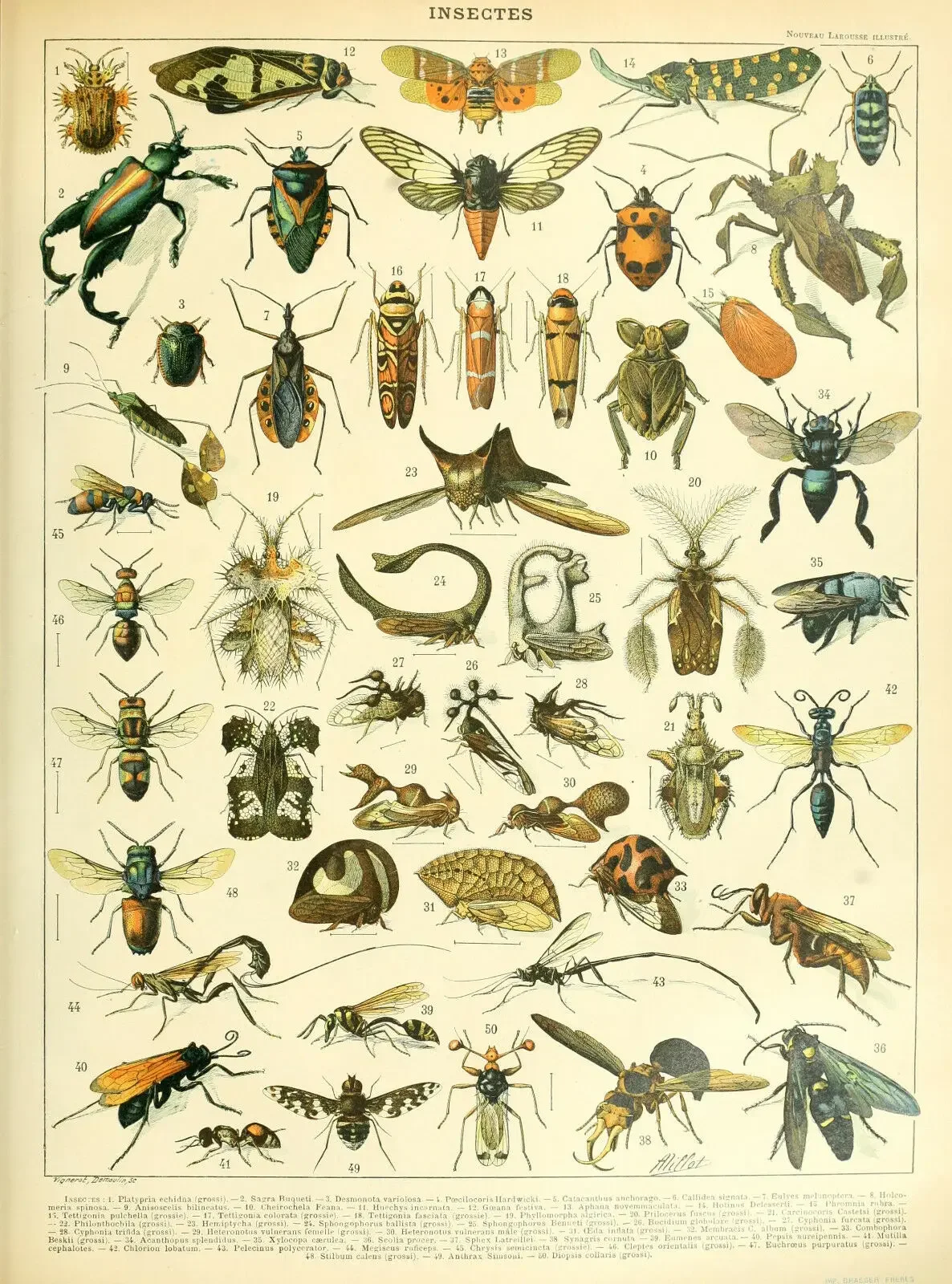 Insects (Picture Bugs Beetles Grasshoppers Flies Ants Moths) Art Silk Poster Print 24x36inch