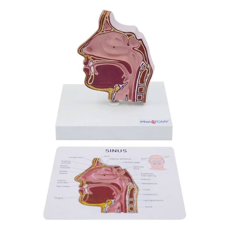 

Nasal Model Sinus Turbinate Oral, Nasal and Throat Anatomical Teaching Maxillary Sinus Medical Gift Educational Equipment