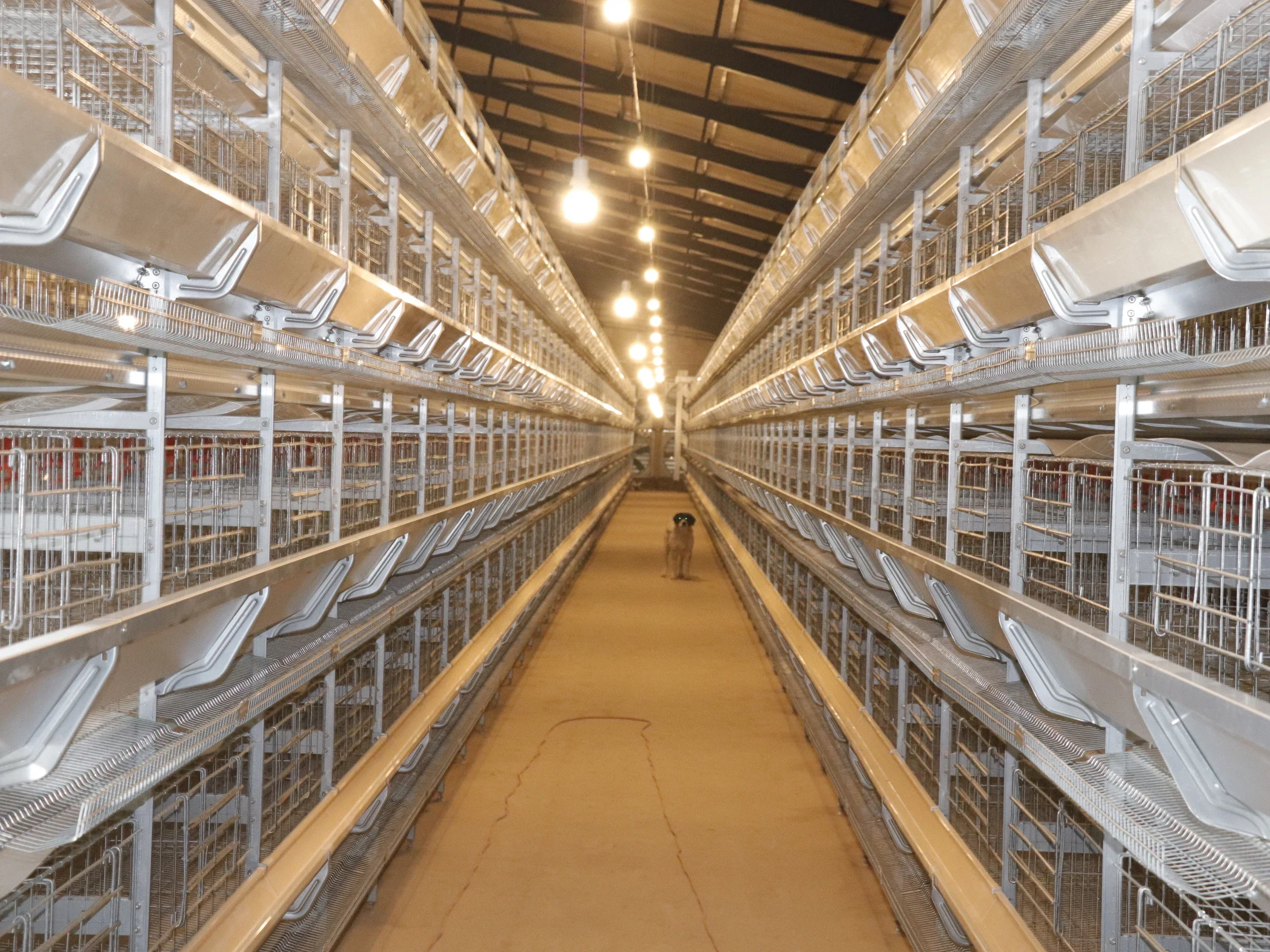 Jaula Automática Tipo H para Cría de Pollos, Jaula de 4 Niveles para Gallinas Ponedoras y de Engorde