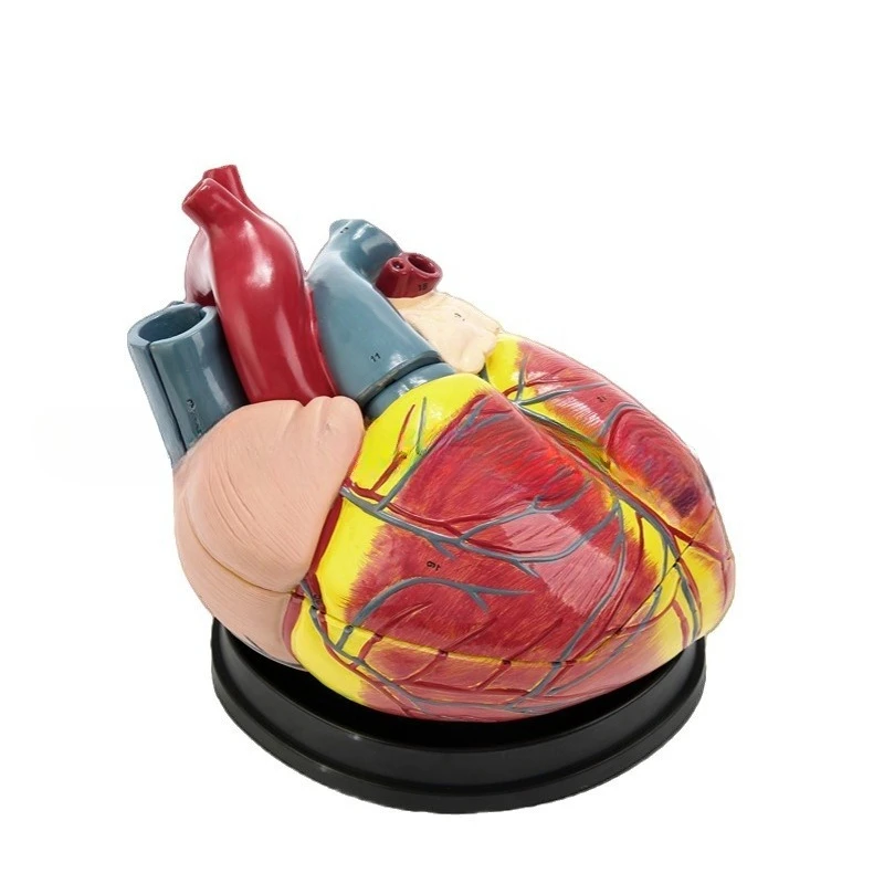 4X Enlargement Heart Model Cardiology Human Heart Anatomy Medical Model