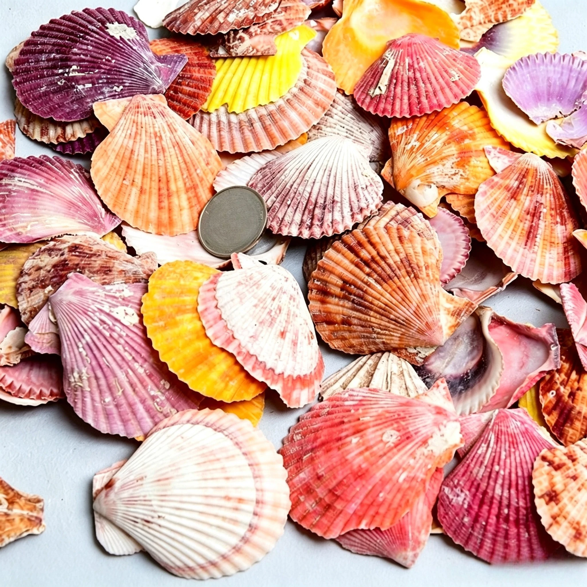 Natural Seashells Seashells Starfish Fish Tank Landscaping Handmade DIY Materials Large Scallops Wind Chimes Home Decoration