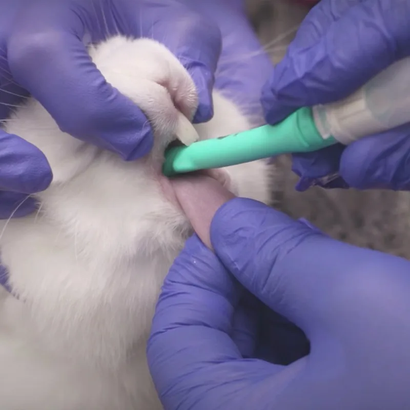 Blind Insertion of Painless Tracheal Intubation in Rabbits During Anesthesia Surgery in Medical Pet Hospitals and Clinics