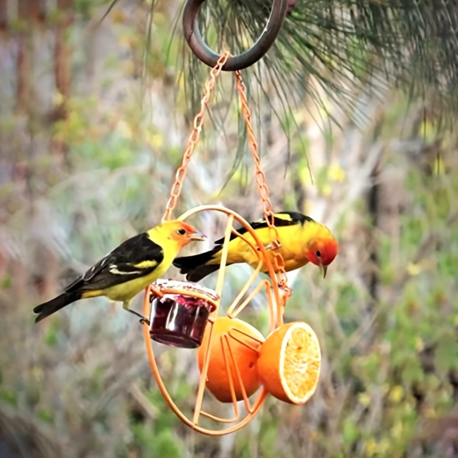 

Outdoor Hanging Bird Feeder - Yard Garden Decoration Gift for Bird Lovers