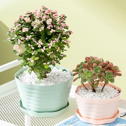 1PC with Tray Home Special Planting Green Rose Fleshy Simple High-end Breathable Large Resin Plastic Flower Pot