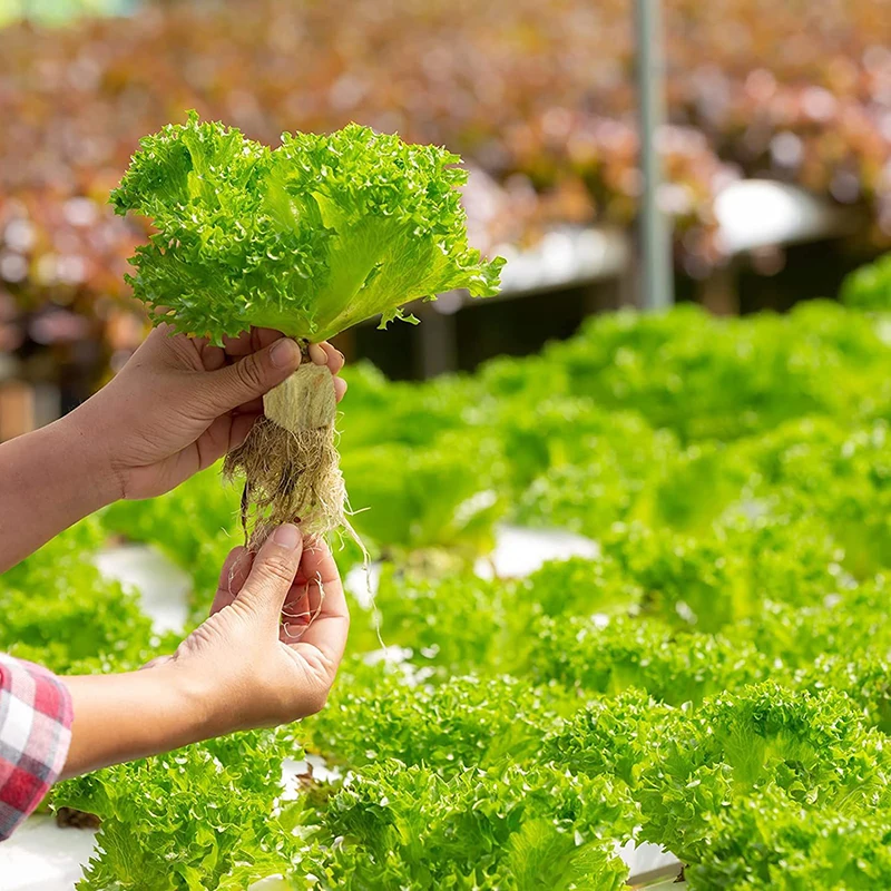 مكعبات وسائط الزراعة المائية ، دفيئة حديقة منزلية ، صخور زراعة إسفنجية ، سدادات بدء الصوف ، أدوات الحدائق ، 36: 50: 50 #1