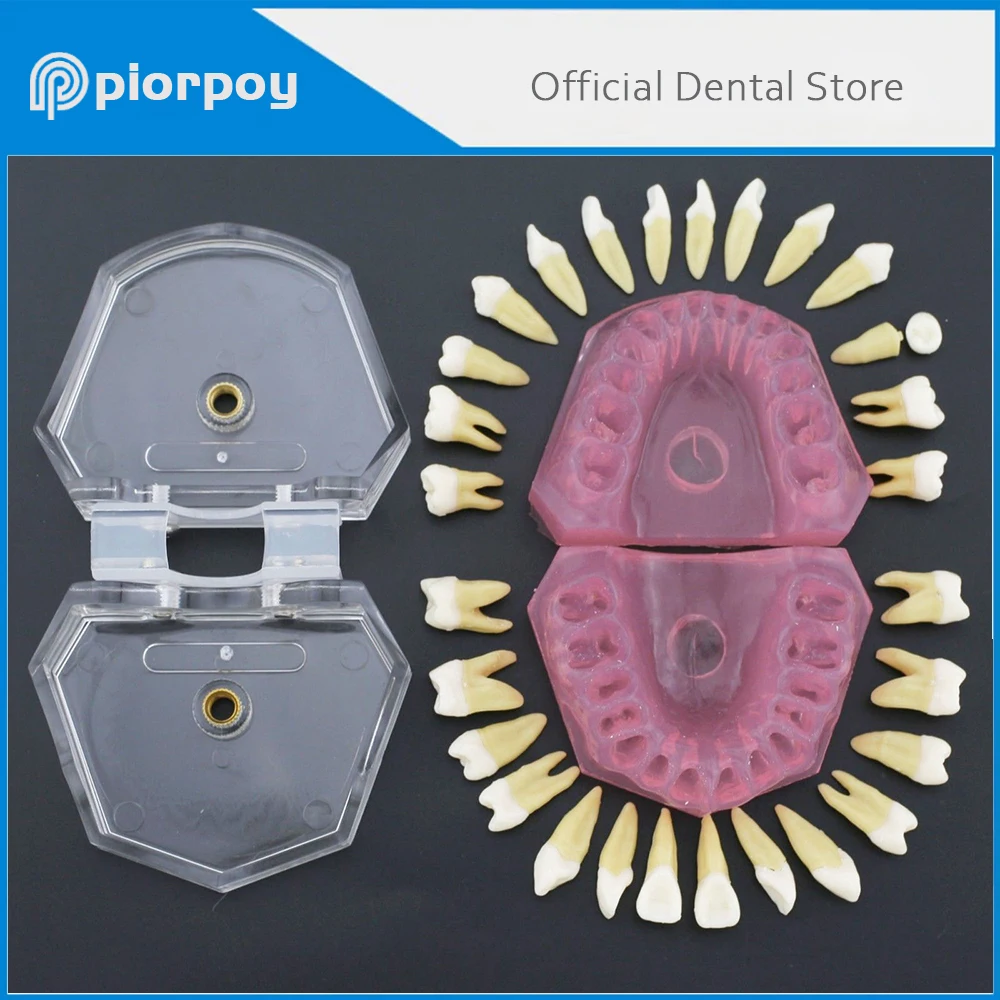 PIORPOY Dental Study Teaching Standard Model M7008 Removable Teeth Soft Adult Dental Demonstration Teeth Model Dentistry Tool