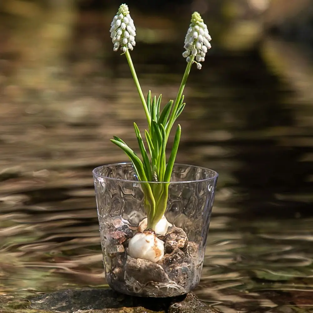 

2pcs Transparent Self Sucking Water Splash Pot Durable Double-layer Seedling Tray Thicken Automatic Flower Pot Succulent