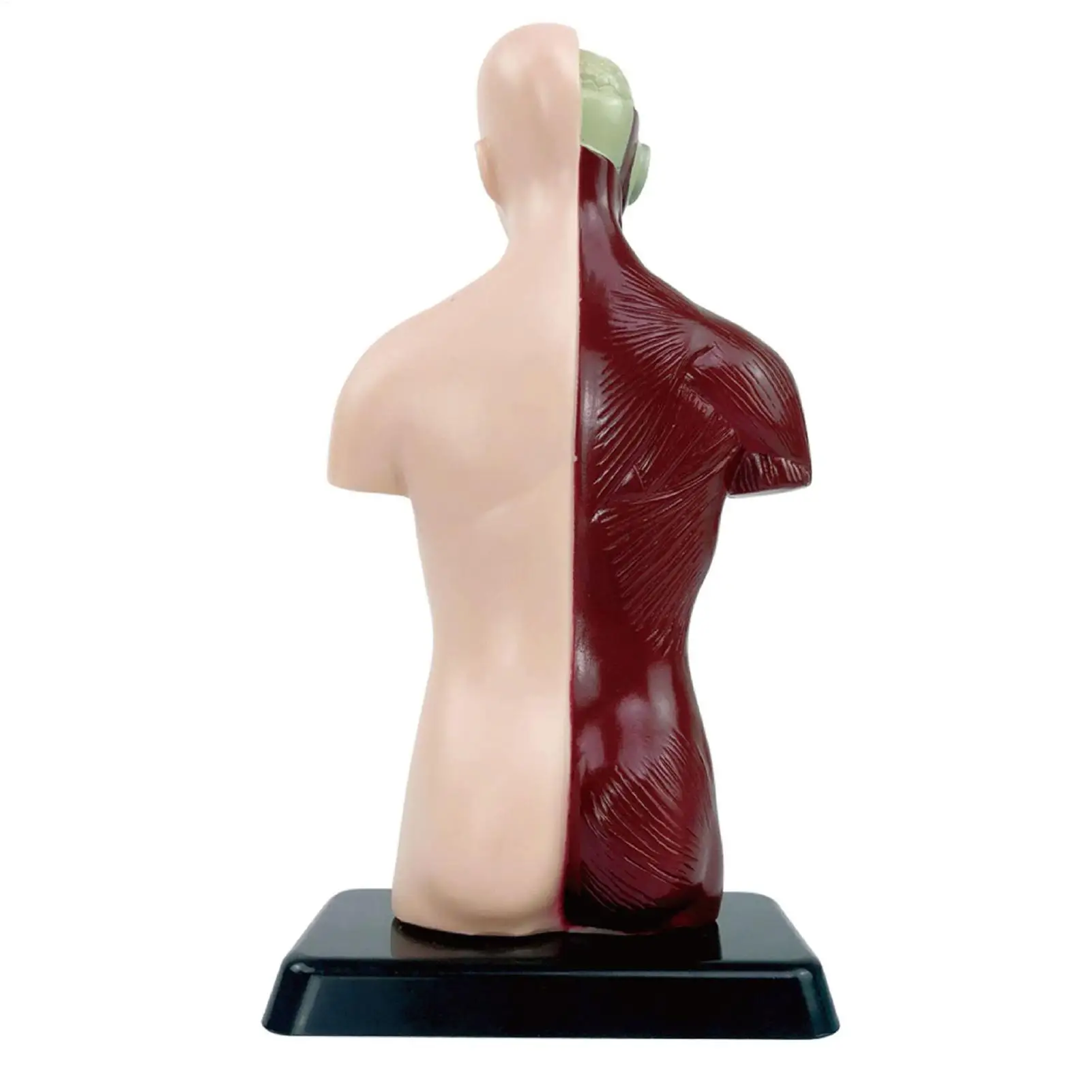 Human Body Model Educational Detachable Realistic Science Kit Kids Anatomy Toys Human Body Model For Boys Girls Students Home