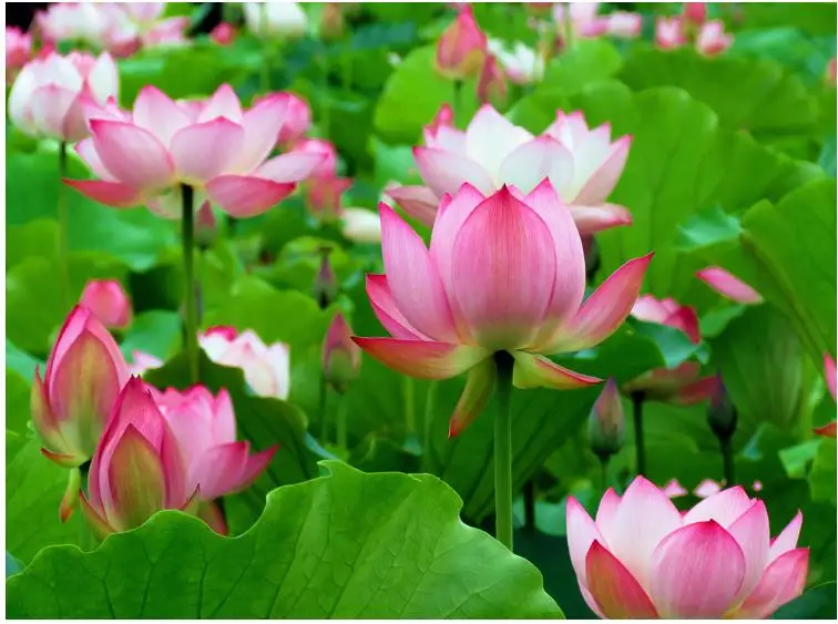 Special Garden Fertilizer For Lotus Flower Hydrophyte Plants Base Fertilizer Complete Nutrients Slow Release Fertilizer