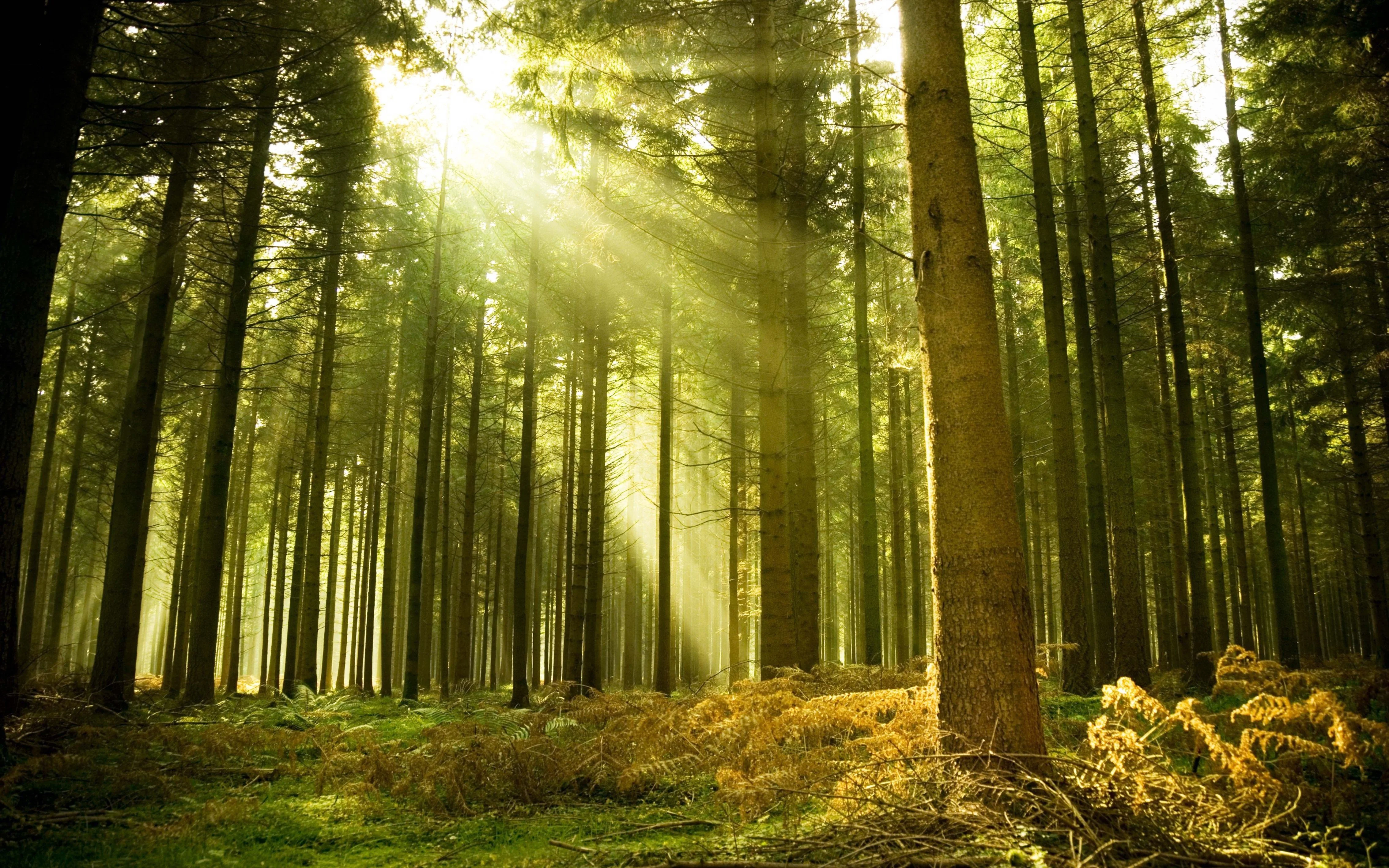 Custom 3D Wall Murals Wallpaper Nature Trees Forest Sunshine Photo Wall Paper Living Room decoration Mural