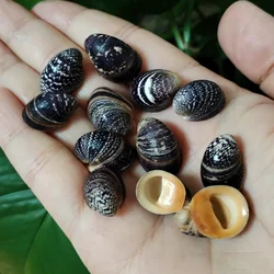 10 PCS Neripteron Violaceum Shells Natural Snails For Beach Wedding Decor DIY Jewelry Making Kit Seashell Specimen