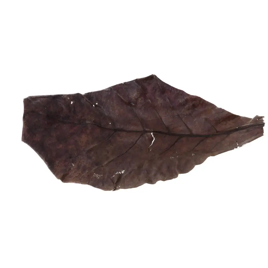 Indian Almond Tropical Fish Catappa Leaves Fashion Aquariums Aquarium Care for Betta Shrimp Color Enhancement