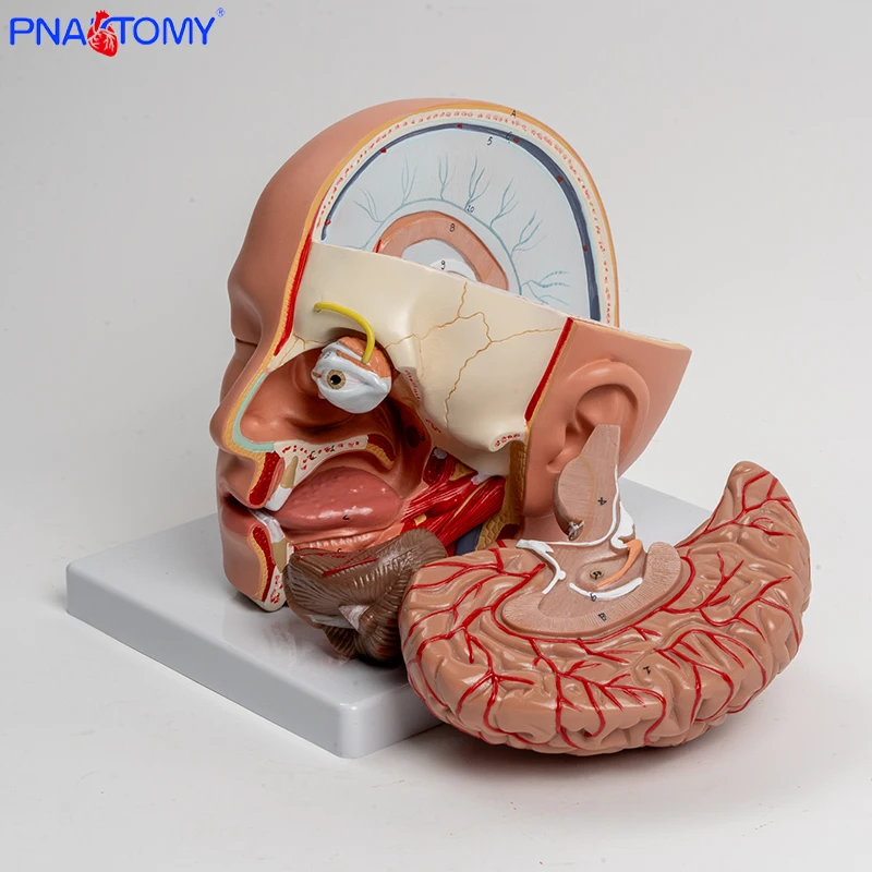 Detachable Human Head Structure Brain Anatomy Model Blood Vessels Brain Stem and Nerve Salivary Glands Nasal Cavity Life Size