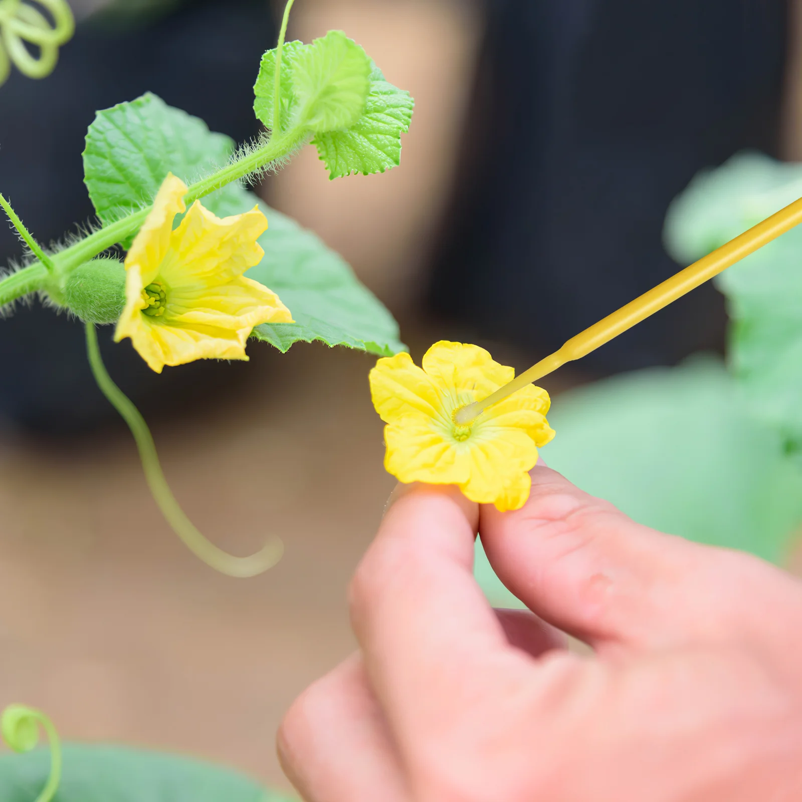 100 piezas en macetas suculentas verduras fruta polinización árbol polinizador plástico auto