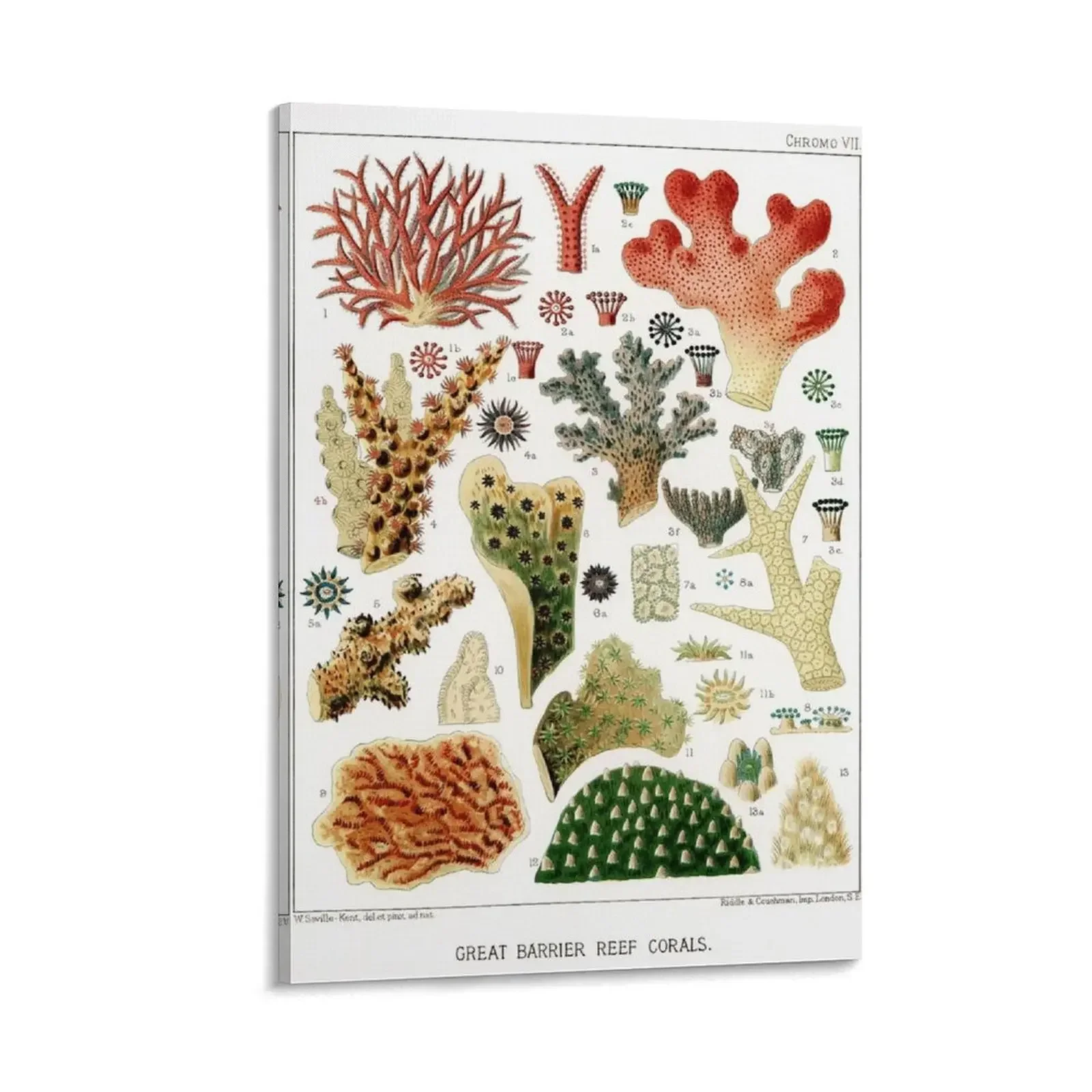 

Vintage biology illustration - The Great Barrier Reef of Australia - William Saville Kent plate 07 Canvas Painting