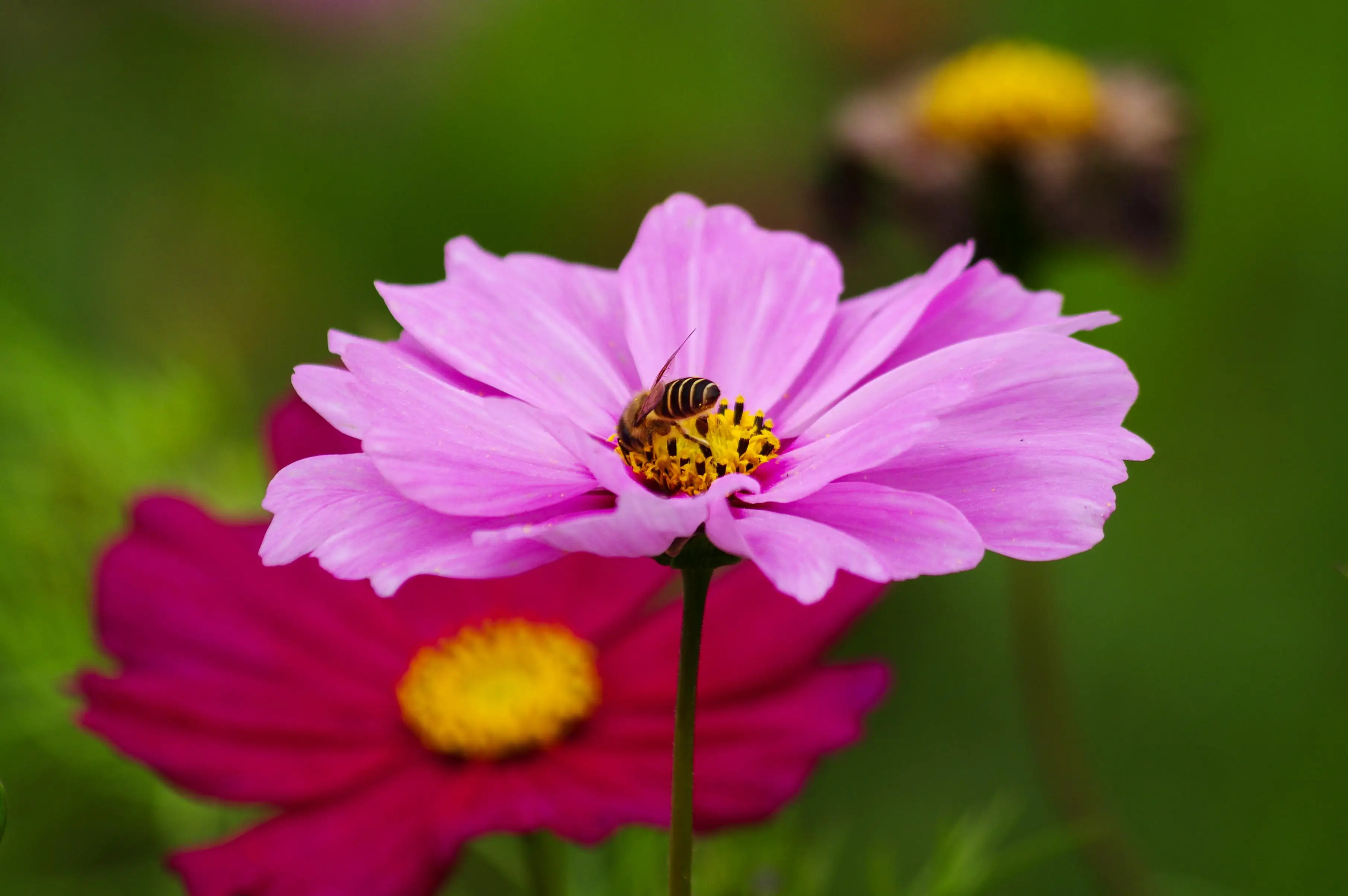 

Metal Stainless Steel Chassis Armor Guard Protection Protector Skid Plate for Axial AXP8 Gilamon 1/8 RC Car Upgrade Parts