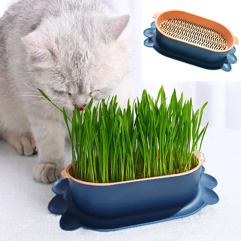 Neue Haustier Katze Sprießen Gericht Wachsende Topf Hydrokultur Pflanze Katze Gras Keimung Verdauung Starter Gericht Gewächshaus Wachsen Box Wiederverwendbare