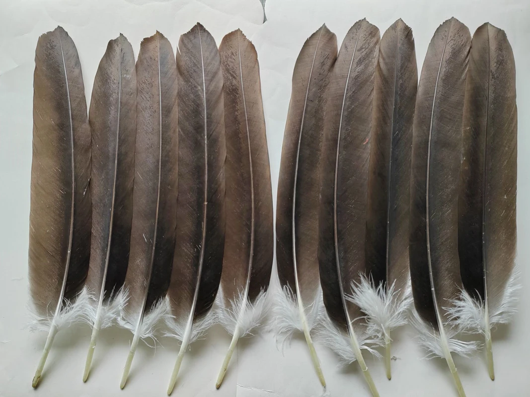 plumes-d'aigle-naturelles-10-pieces-40-50cm-de-long-grandes-plumes-d'aigle-grandes-plumes-de-faucon-d'oiseau-pour-spectacle-sur-scene-carnaval