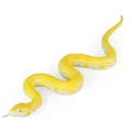 Boa
