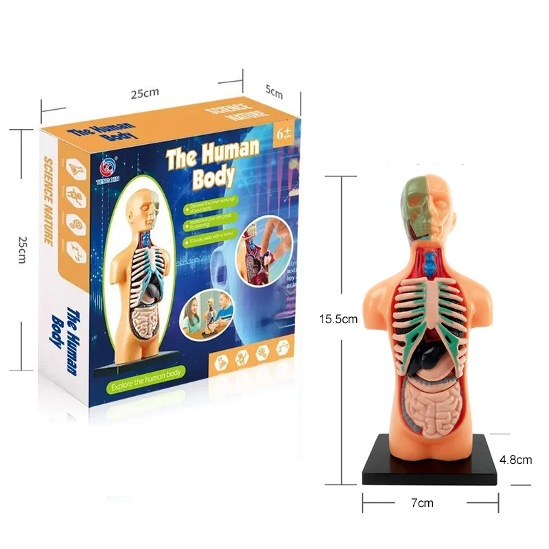 4D Human Body Torso Anatomical Model for Learning Internal Organs Skeleton Visceral Brain Assembly Display Educational Teaching