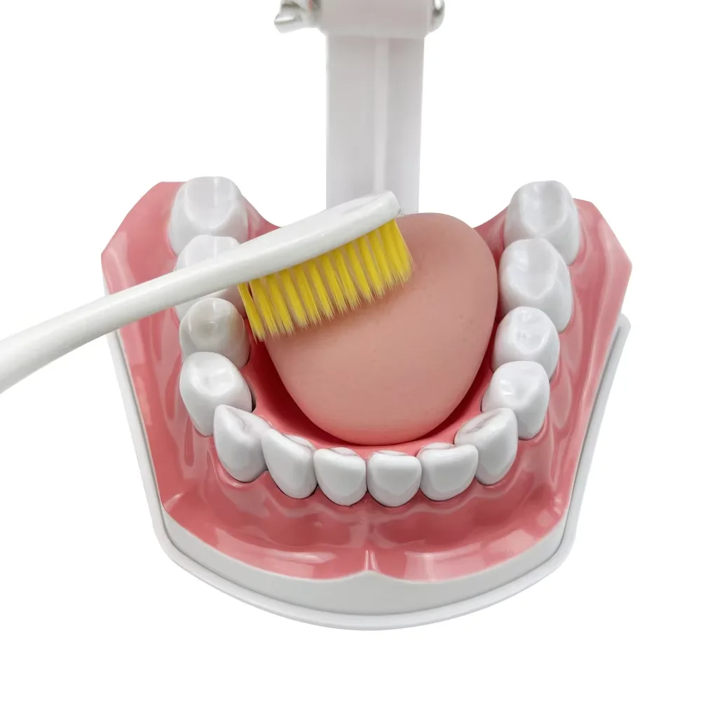 Teeth Model With Tongue & Toothbrush Dentist 2 Times Dental Model Teeth Brushing Models For Teaching Studying Brushing Education