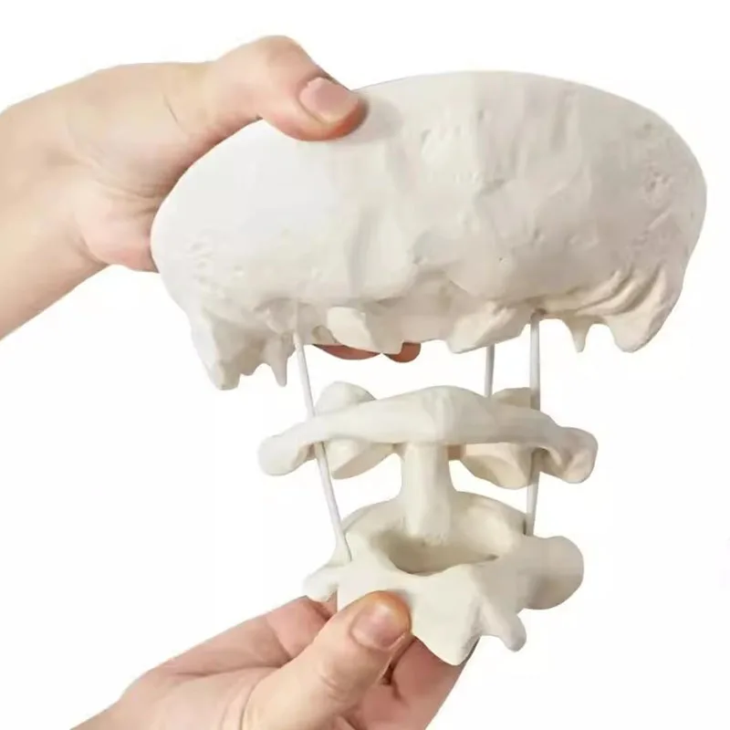 Medical Human Cervical Spine Anatomical Model Occipital Bone Model Detachable Study Display Teaching Medical Model