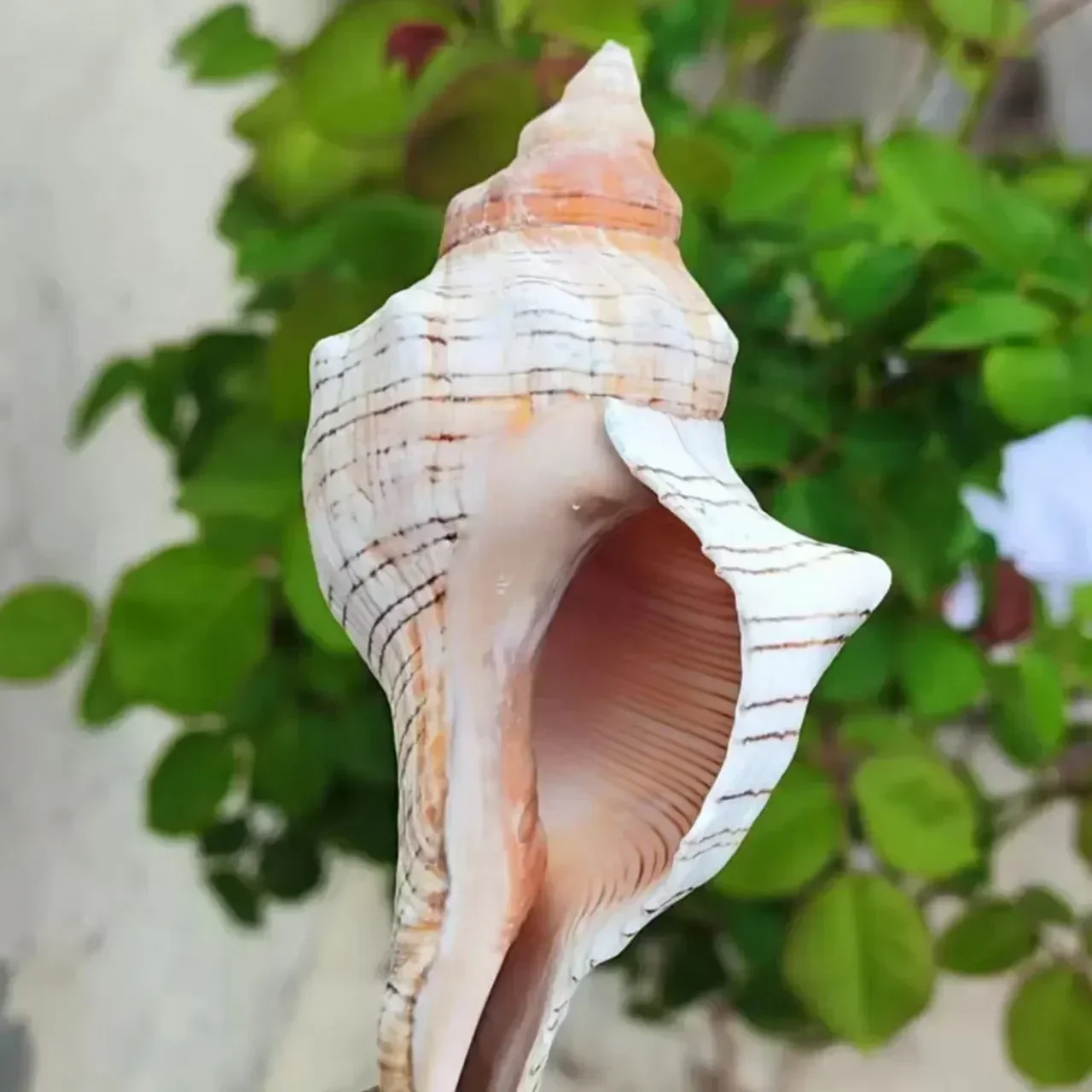 Natural Conch Shell Red Spiral Snail Ornaments Hermit Crab Replacement Shell Conch Shell