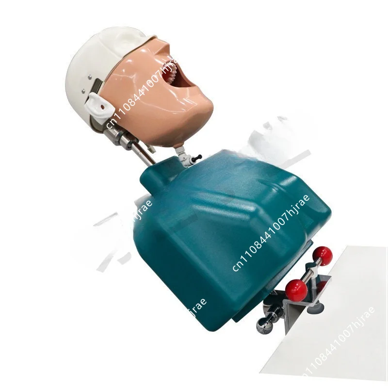 Dental oral simulation teaching model head mold removable root canal shoulder clamp table strap insert rod