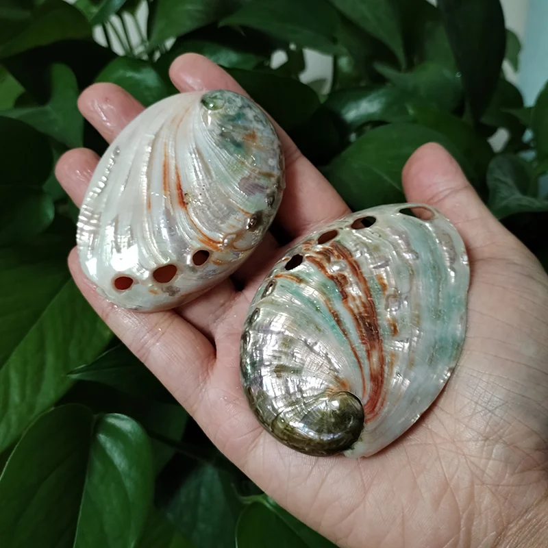 2 PC Polished Red Baby Paua Abalone Shell Home Décor and to Gift Hand Selected 100% Natural Shell  8-9CM