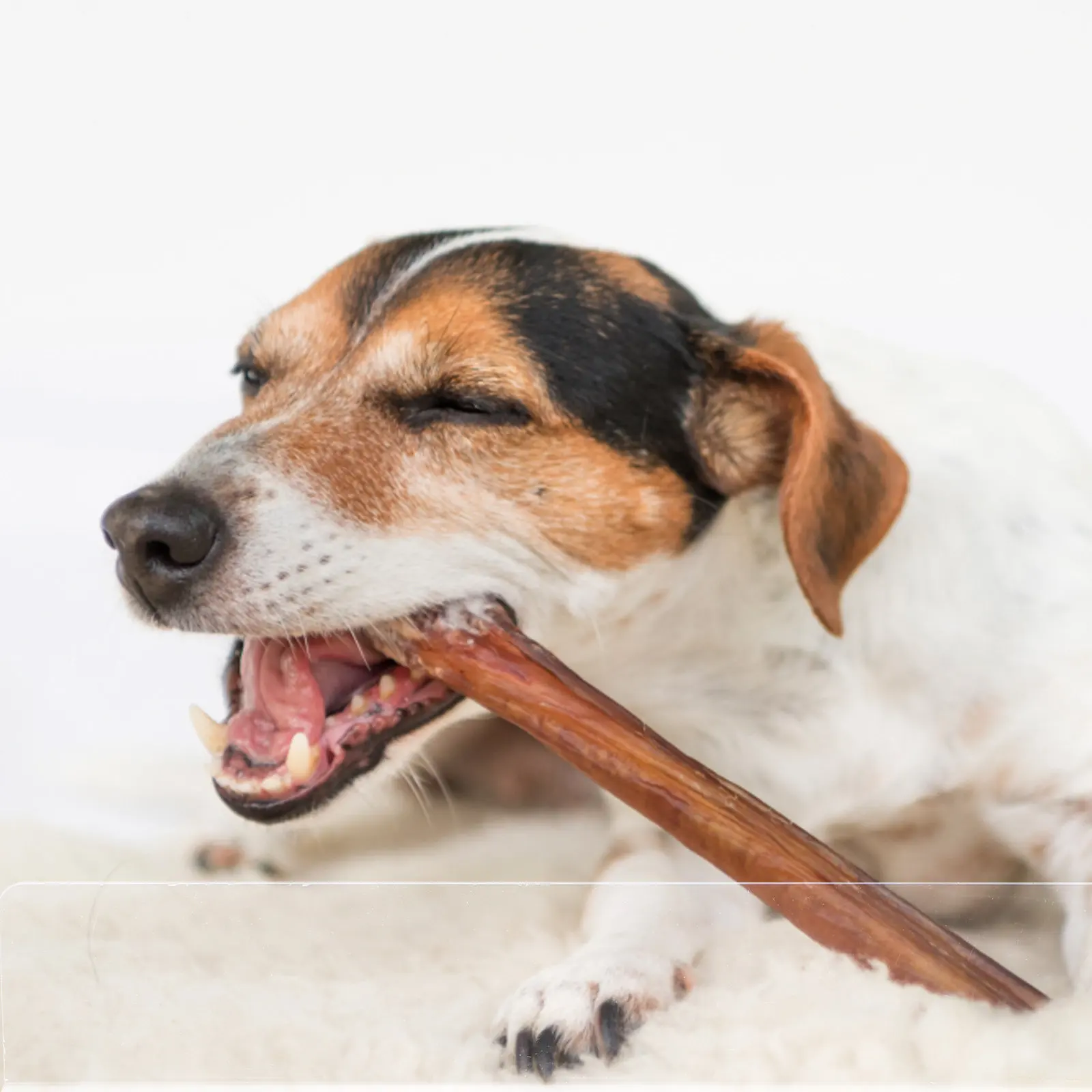 

Набор из 8 прозрачных ПВХ-защитных панелей для клеток для мелких животных: барьер для морских свинок и хомяков, аксессуар для маленьких питомцев