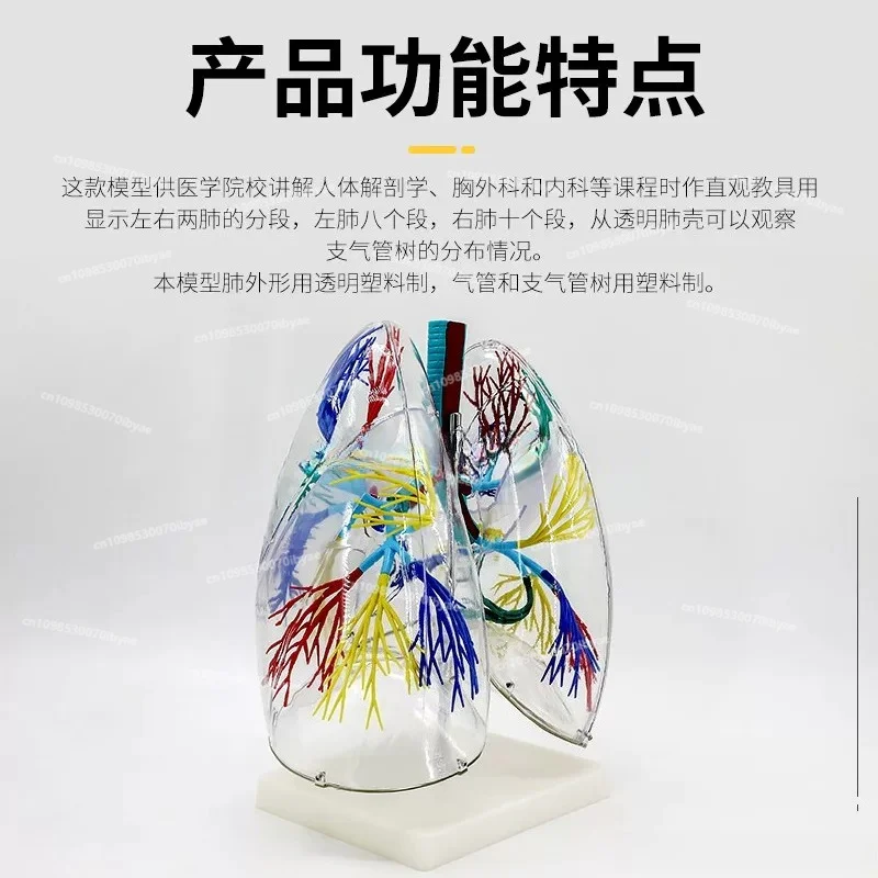 For Lung Model Transparent Lung Segment Anatomical Model Left and Right Lungs Bronchial Respiratory System Teaching Model
